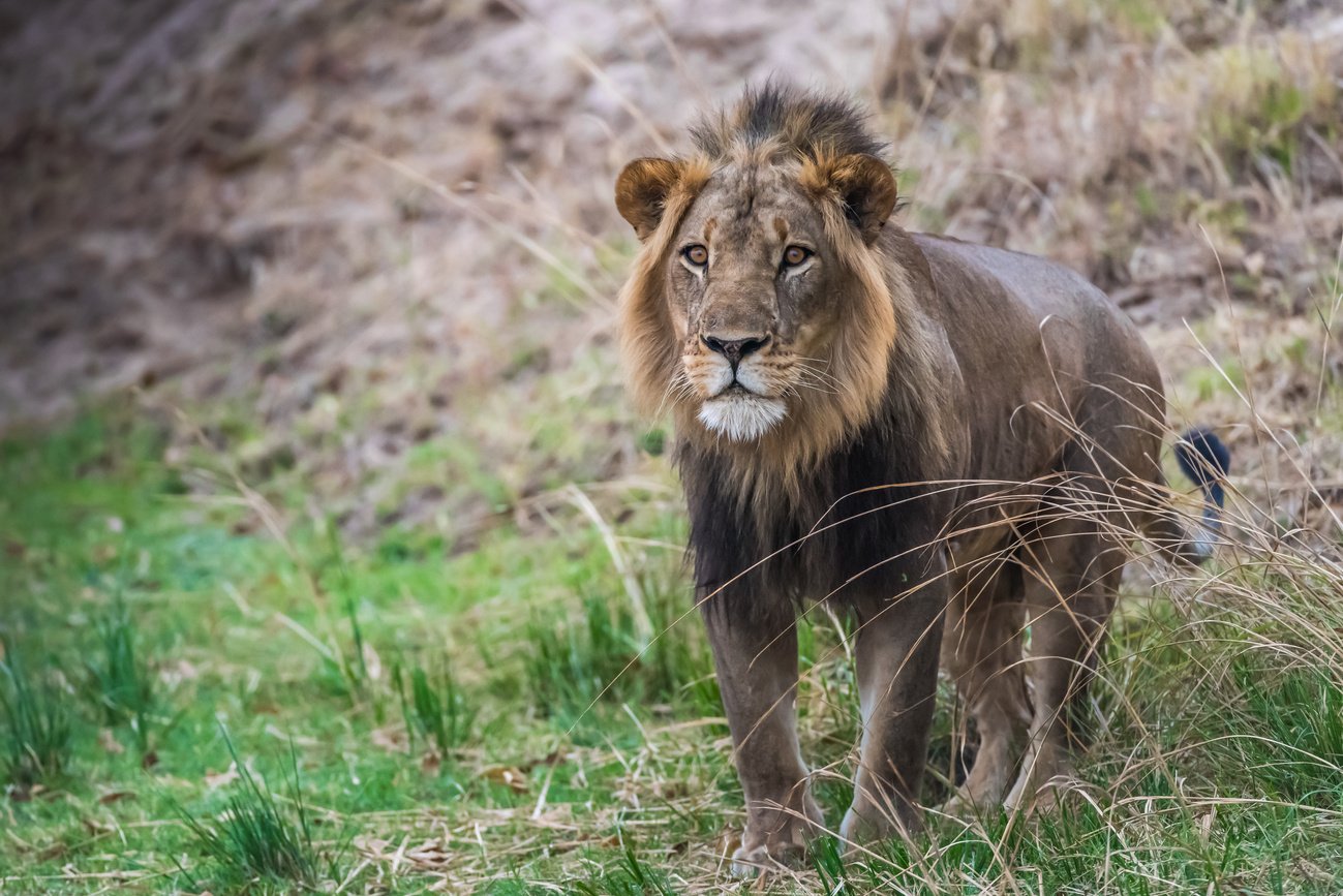 Male Lion - Zambia