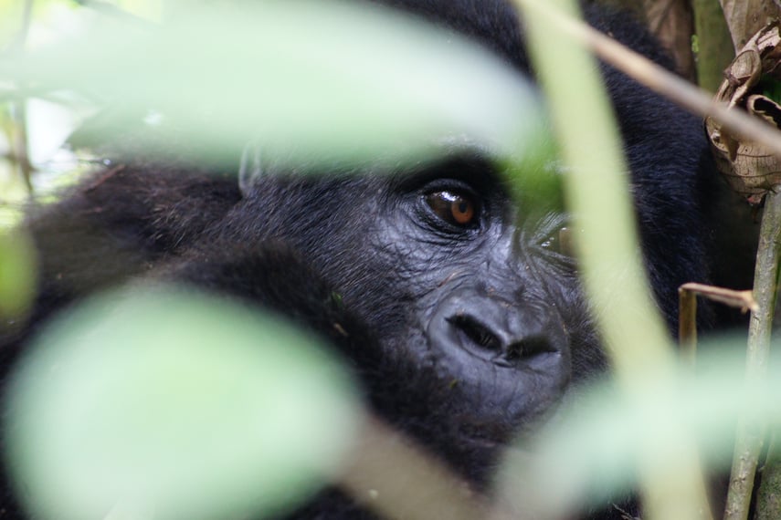 Bwindi, Uganda