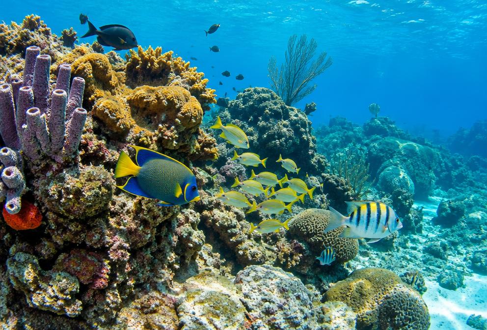 Buceo y arrecifes