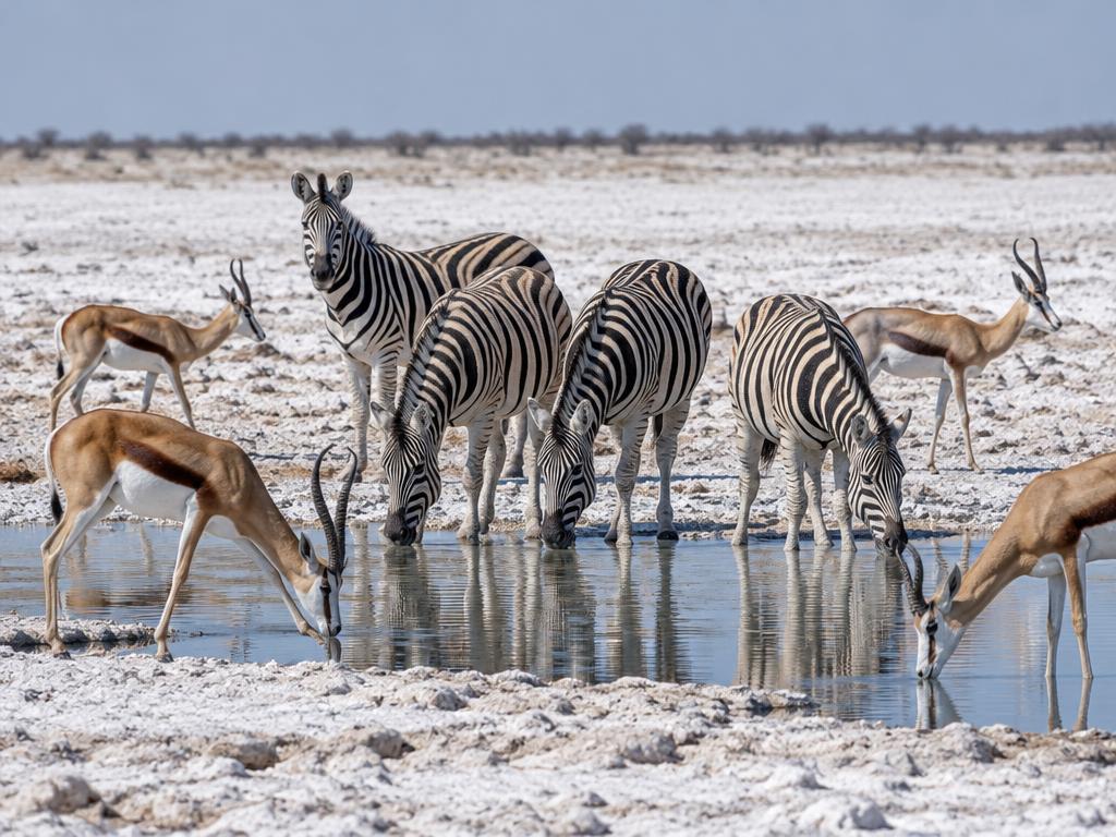 Imagen de referencia de Namibia esencial