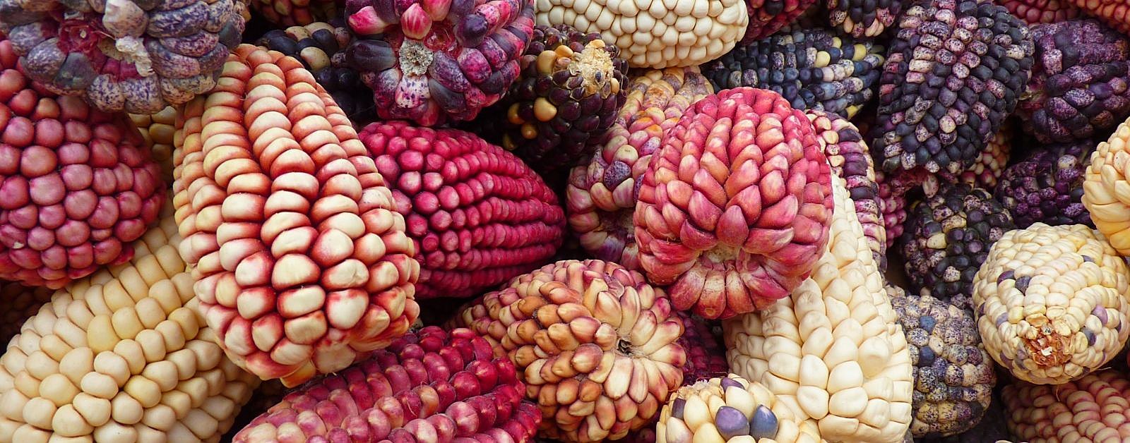Imagen de referencia de Perú gastronómico