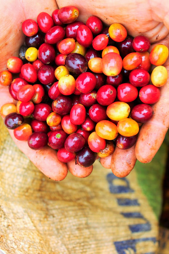 Haiti Coffee Cherries