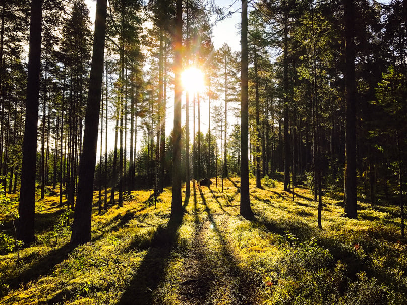 Summer ins swedens forest